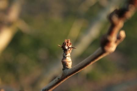 El campo del Urgell en invierno.