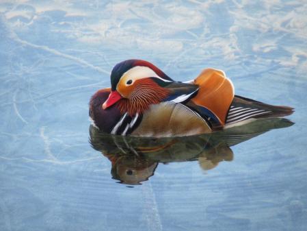 El invierno primaveral del lago de Banyoles.