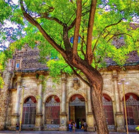 Árboles en Barcelona.