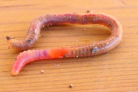Lombriz de tierra.