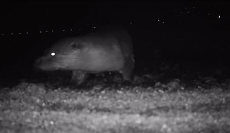 Un ejemplar captado por las cámaras saliendo del mar en una playa de la zona de Cap de Creus