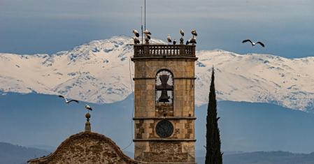 Cigüeñas en el campanario de  Sant Bartomeu del Grau.
