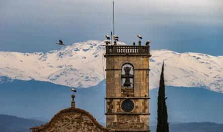 Cigüeñas en el campanario de  Sant Bartomeu del Grau.