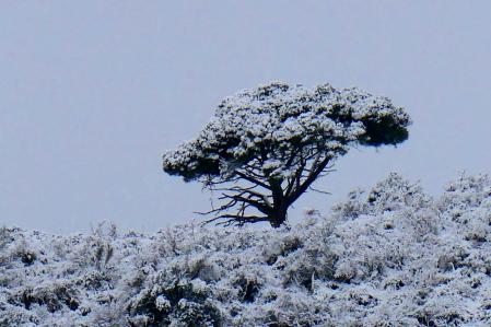 Nieve en Collserola.