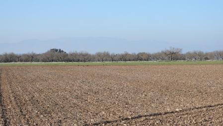 Reto visual: ¿Cuántas grajillas eres capaz de ver?