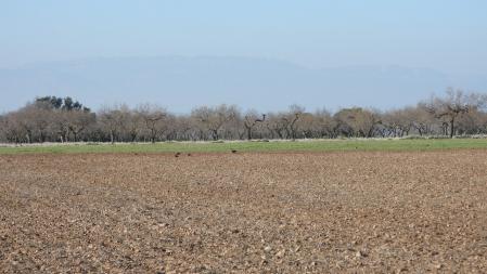 Reto visual: ¿Cuántos ejemplares de grajillas puedes ver?