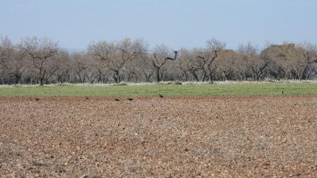 Reto visual: ¿Puedes ver a todas las grajillas?