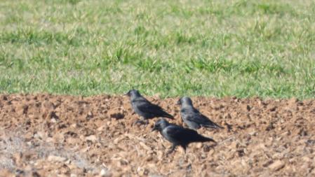 Algunas de las grajillas que buscamos, en detalle.