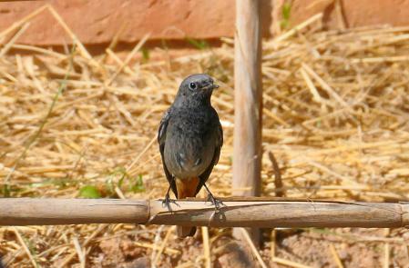Ave mosquitero común.