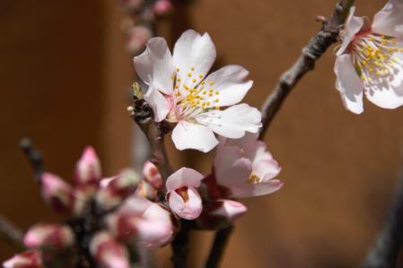 Almendro en flor en el Tarròs.
