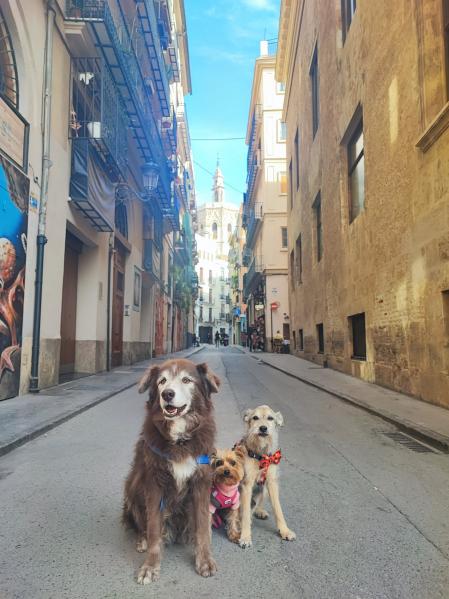 Los perros de Cynthia y Miguel durante un paseo.