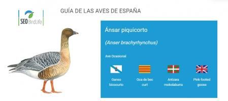 Ficha de la especie en la 'Guía de Aves de España'  .