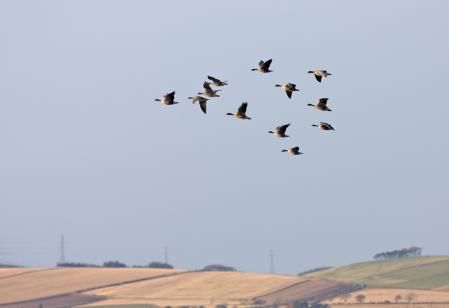 Ánsares en vuelo migratorio   .