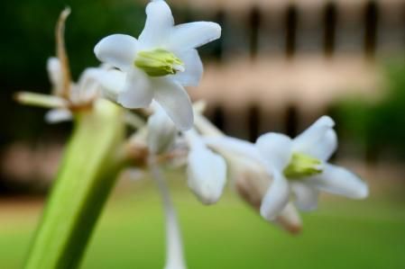 Flor de la barba de dragón, en sptiembre.