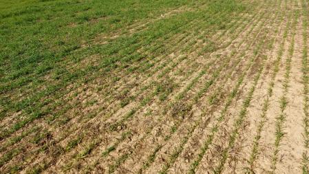 Campo de cultivo del Segrià en tiempos de sequía.