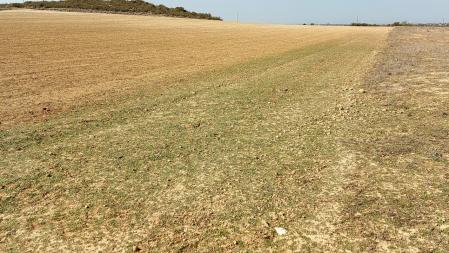 Campo de cultivo del Segrià en tiempos de sequía.