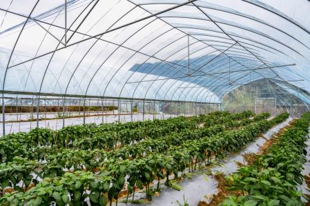Cultivos en un invernadero dedicado a la producción ecológica   .