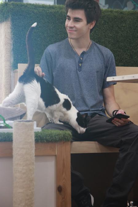 En Espai de Gats puedes disfrutar de una bebida mientras disfrutas de la compañía de los gatos que están en adopción