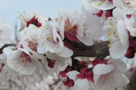 Floración en Aitona.