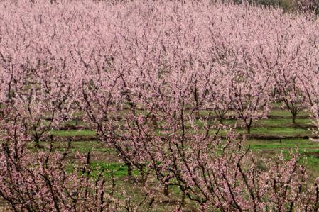 Floración en Aitona.