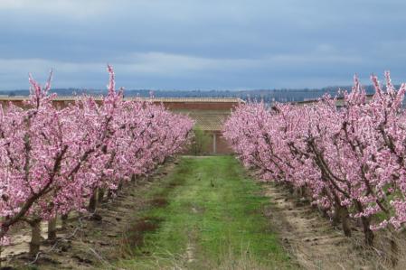 Floración en Aitona.
