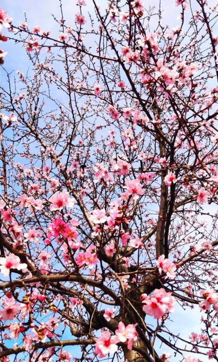 Almendros en flor en el barrio de Sant Antoni.