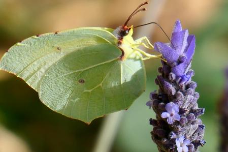Una mariposa limonera extrayendo el néctar de una flor de lavandula.