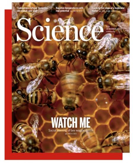 Portada de la revista 'Science' del 10 de marzo de 2023, destacando el estudio sobre aprendizaje social en abejas   .