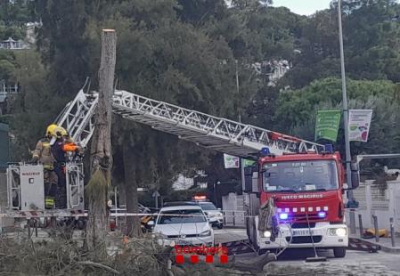 Retiran un árbol caído en el Passeig dels Til·lers de Castelldefels