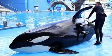 El cetaceo fue capturado con tan solo tres años