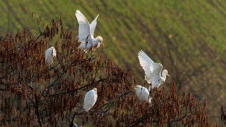 La garcilla bueyera en el Ter.