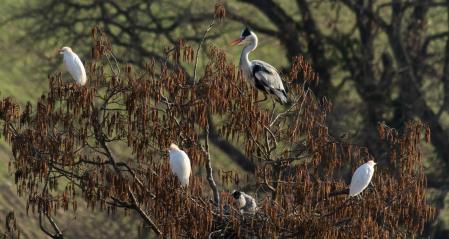 La garcilla bueyera en el Ter.