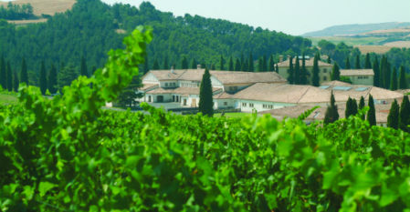 Viñedo Cinco Garnacha 2021 2