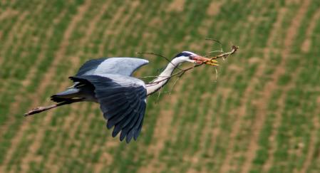 Garza real en el Ter.