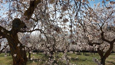 Almendro en flor en Guimerà.