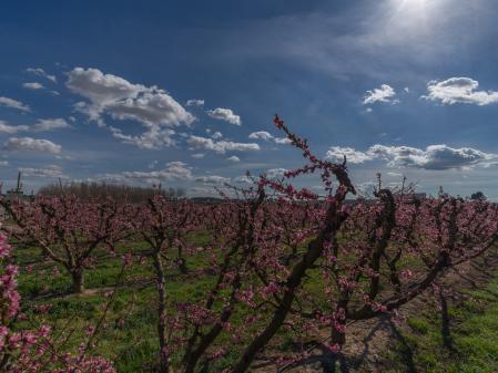 Floración en los campos de Aitona.