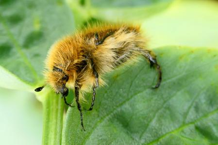 Escarabajo de las flores.