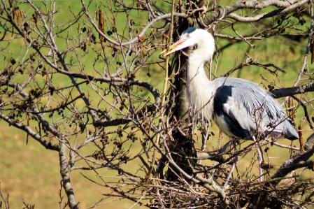 Garza real en La Gleva.