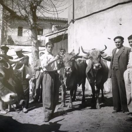 Bueyes en la Fira de Sant Josep en 1948.