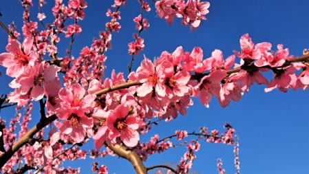 Brilla la floración en Aitona.
