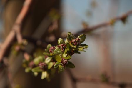 Brotes del manzano en el Tarròs.