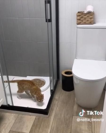 La 'tiktoker' Natta beauty explica como enseña su gato en el wc