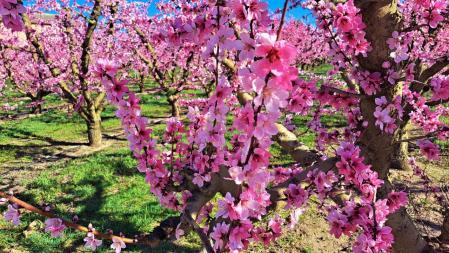 Espectáculo de color en Aitona.
