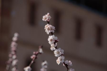 El espectáculo de la naturaleza en Mas Colom.