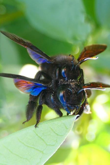 Apareamiento del abejorro azul.