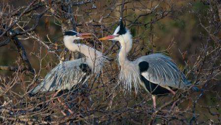 Pareja de garzas reales.