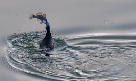 Cormorán pescando en el pantano de Sau.