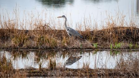 Llega la primavera al parque de L'Agulla.