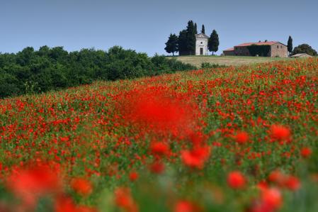 las amapolas inundan de color el valle de Orcia