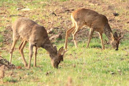 Corzos en Muntanyola.